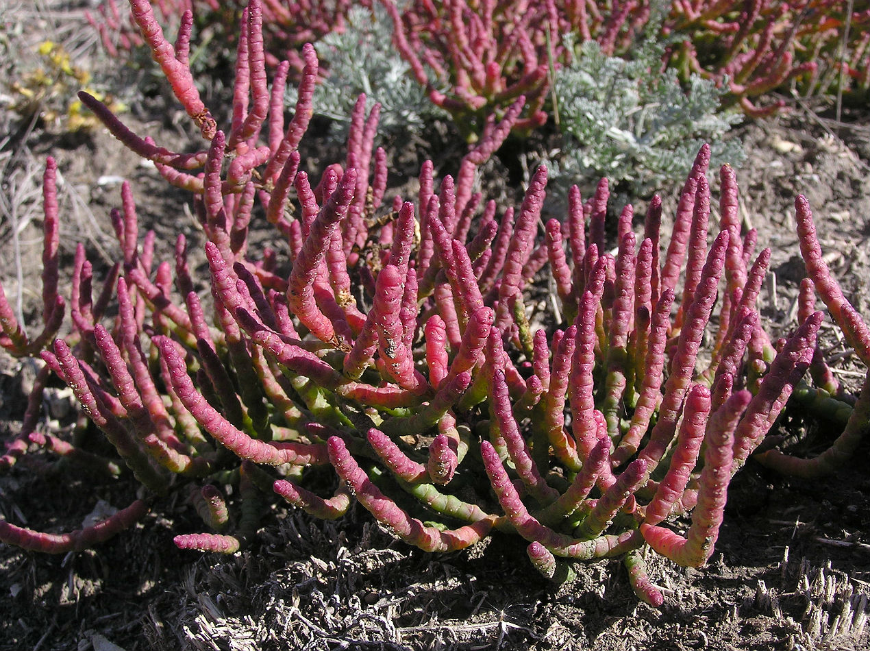 Изображение особи Salicornia perennans.