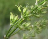 Silene chersonensis