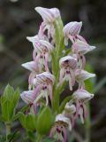 Orchis galilaea. Соцветие. Israel, Judean Mountains. 15.03.2006.