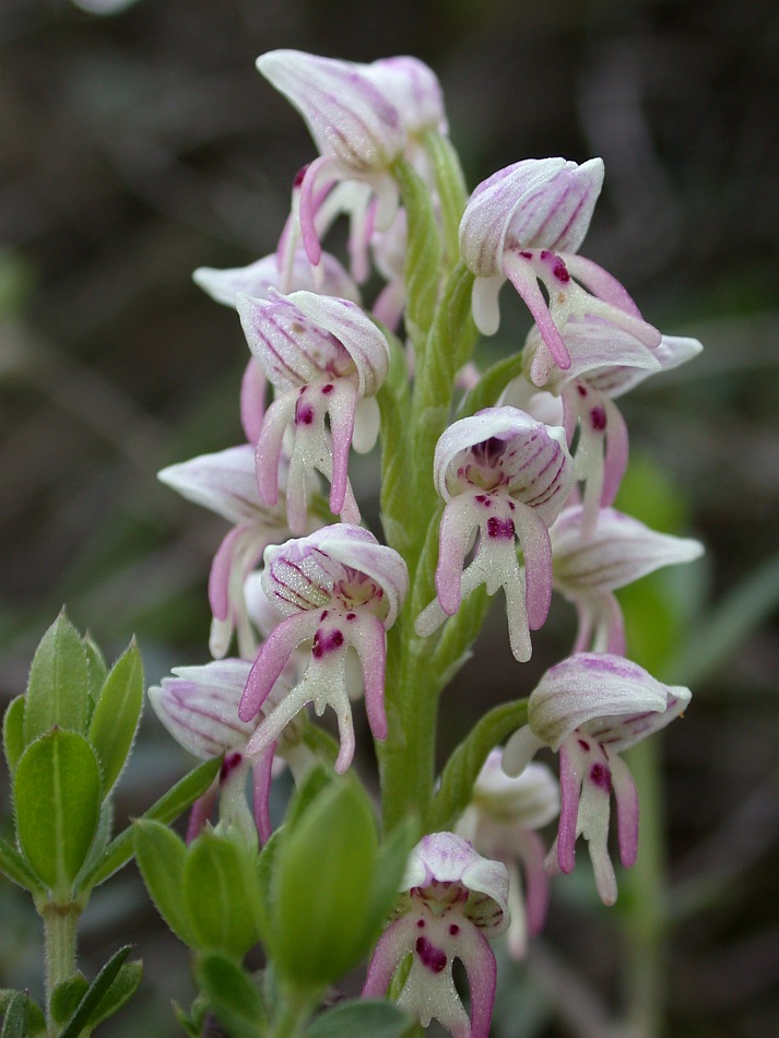 Image of Orchis galilaea specimen.