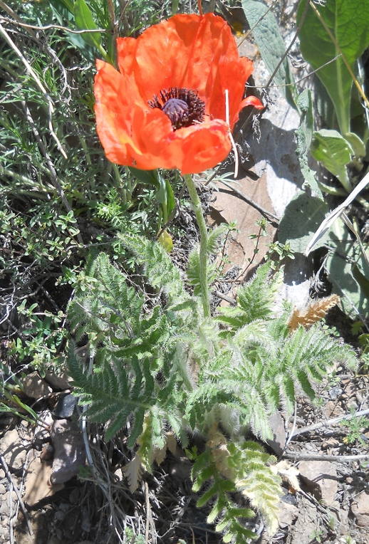 Image of Papaver setiferum specimen.