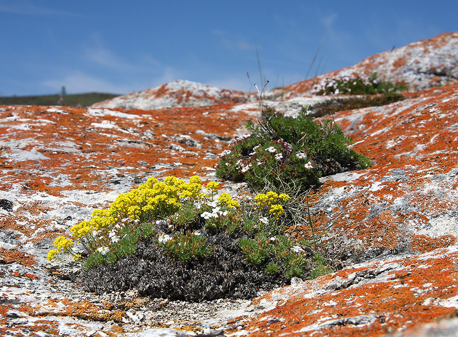 Изображение особи Alyssum lenense.