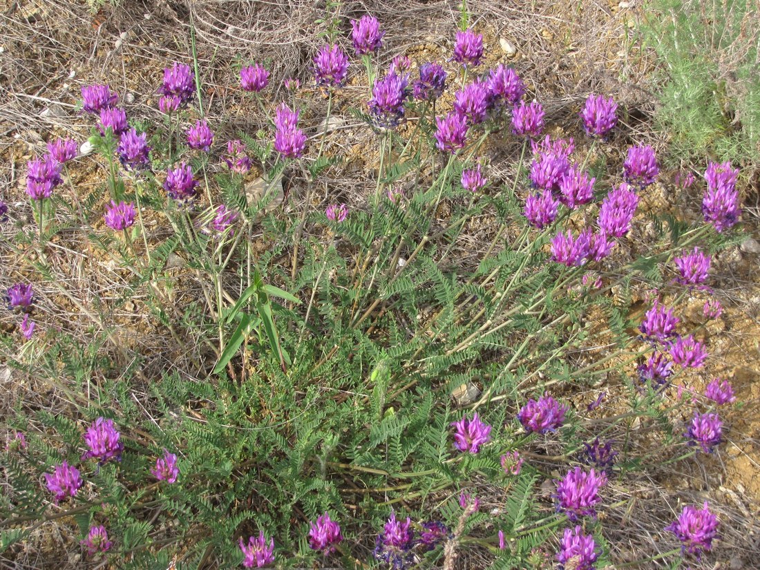 Image of Astragalus onobrychis specimen.