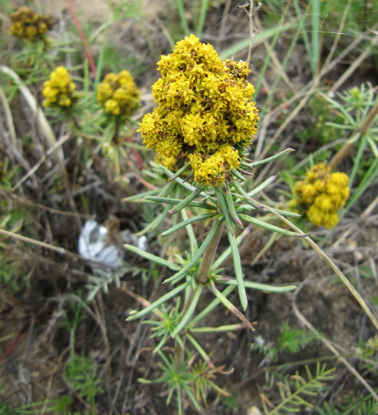 Image of Galium verum specimen.