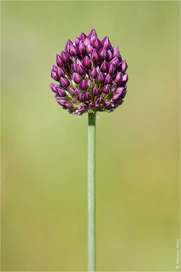 Изображение особи Allium rotundum.