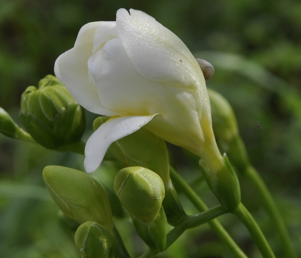 Image of genus Freesia specimen.