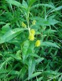Naumburgia thyrsiflora