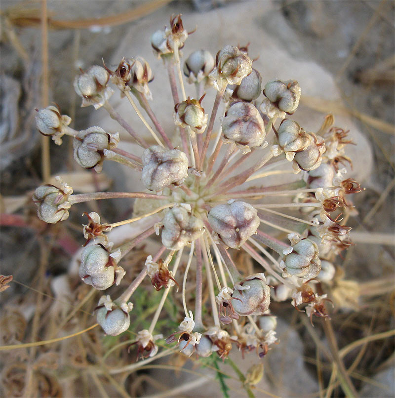 Изображение особи Allium rothii.