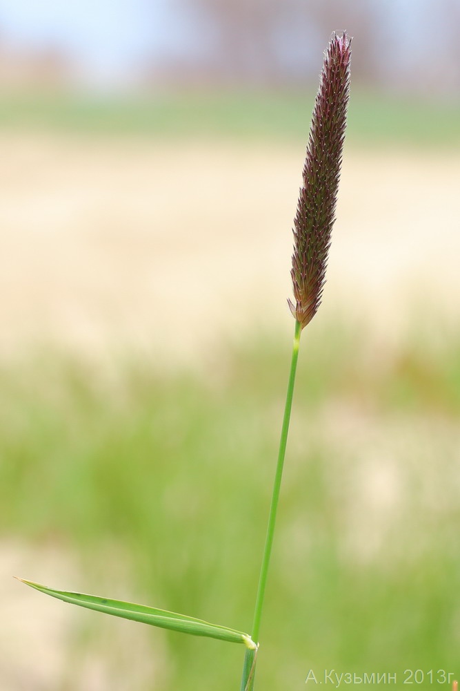 Изображение особи Alopecurus arundinaceus.