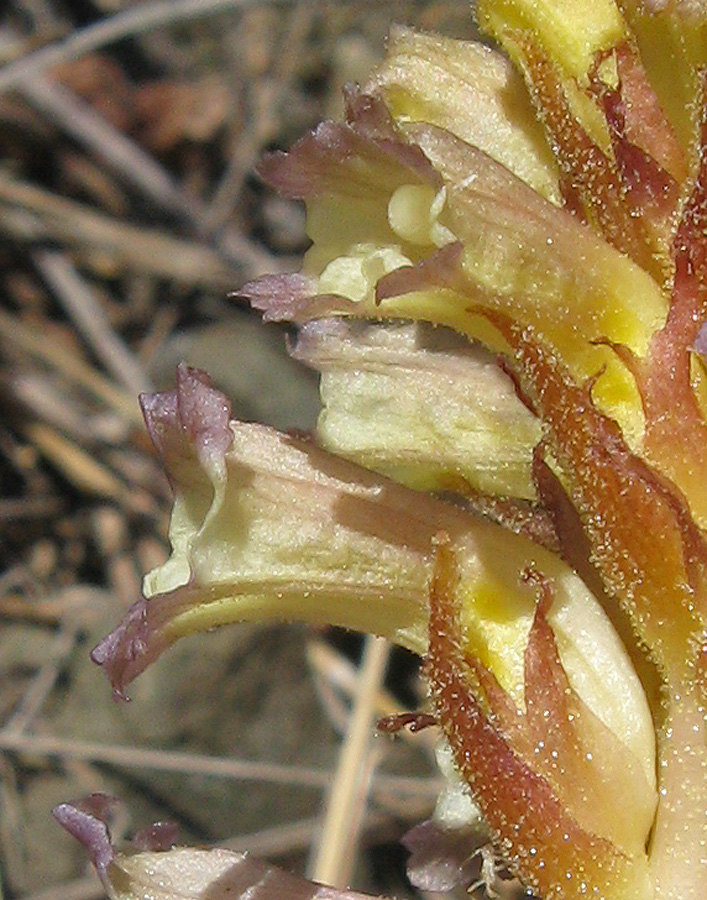 Image of Orobanche grenieri specimen.