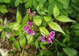 Lathyrus vernus