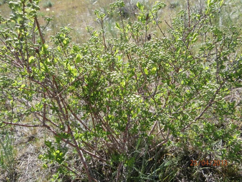 Image of Spiraea hypericifolia specimen.