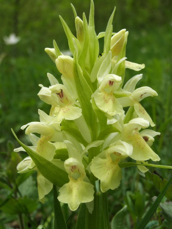 Image of Dactylorhiza sambucina specimen.