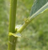 Salix &times; meyeriana