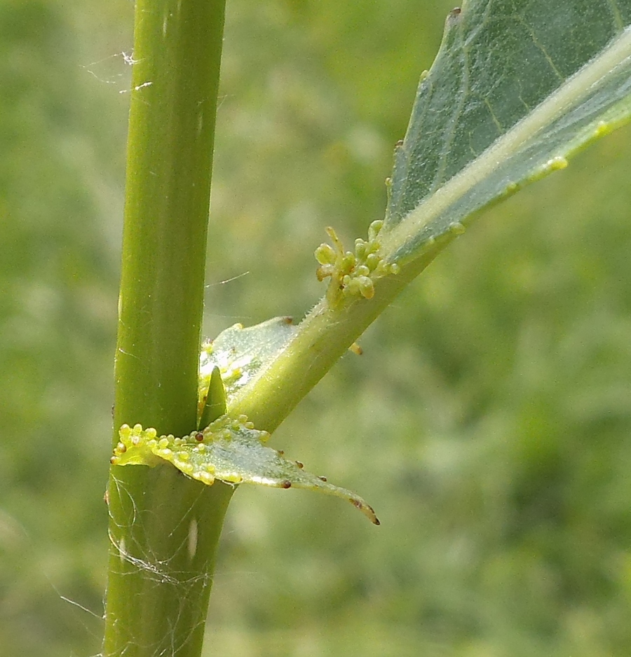 Image of Salix &times; meyeriana specimen.