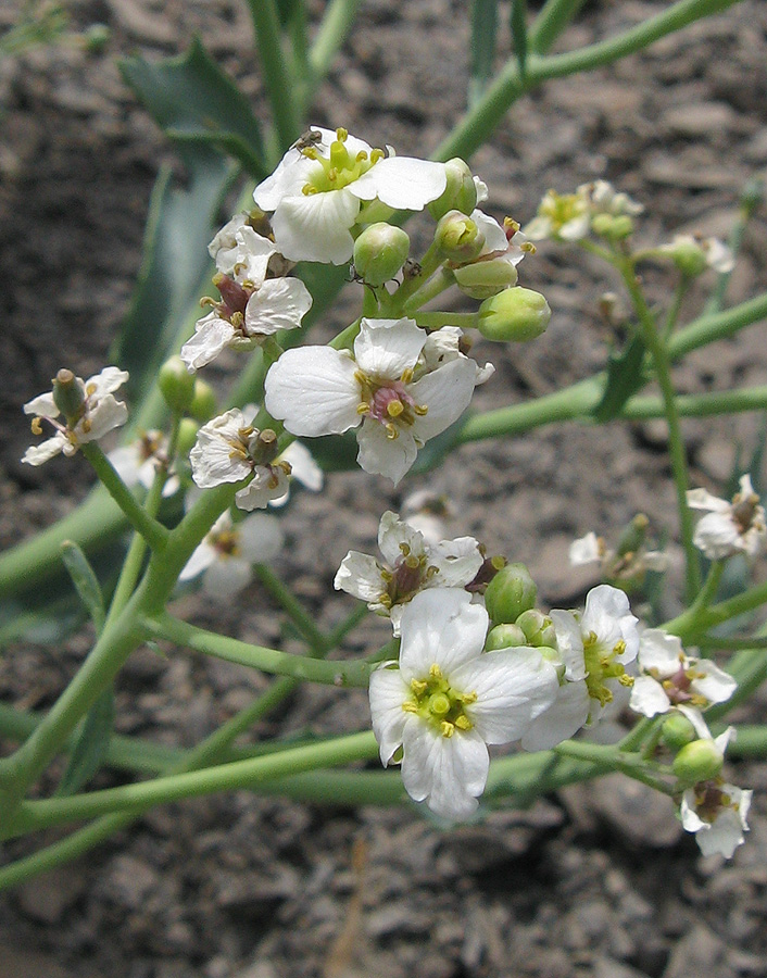 Изображение особи Crambe maritima.