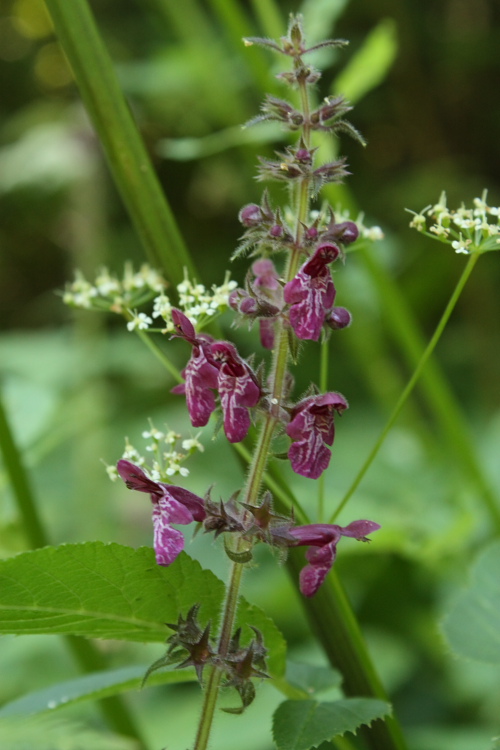 Изображение особи Stachys sylvatica.