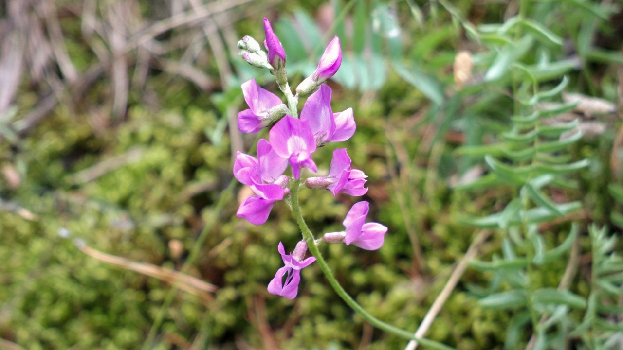 Image of Oxytropis coerulea specimen.