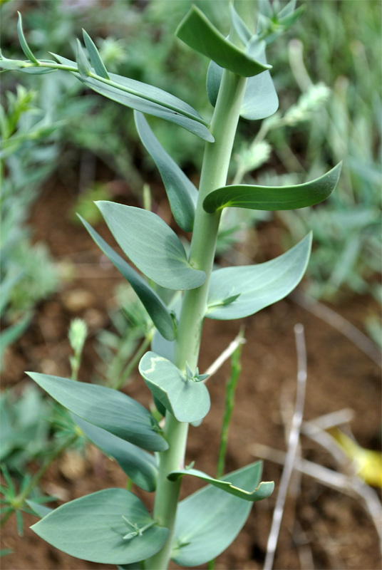 Image of Linaria grandiflora specimen.