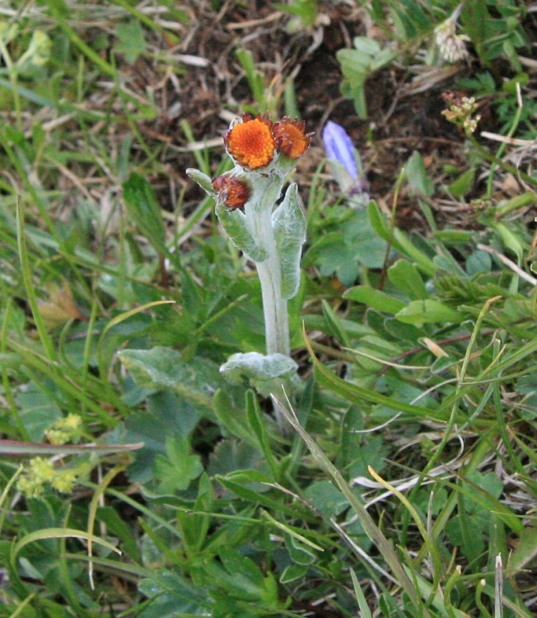 Изображение особи Tephroseris caucasigena.