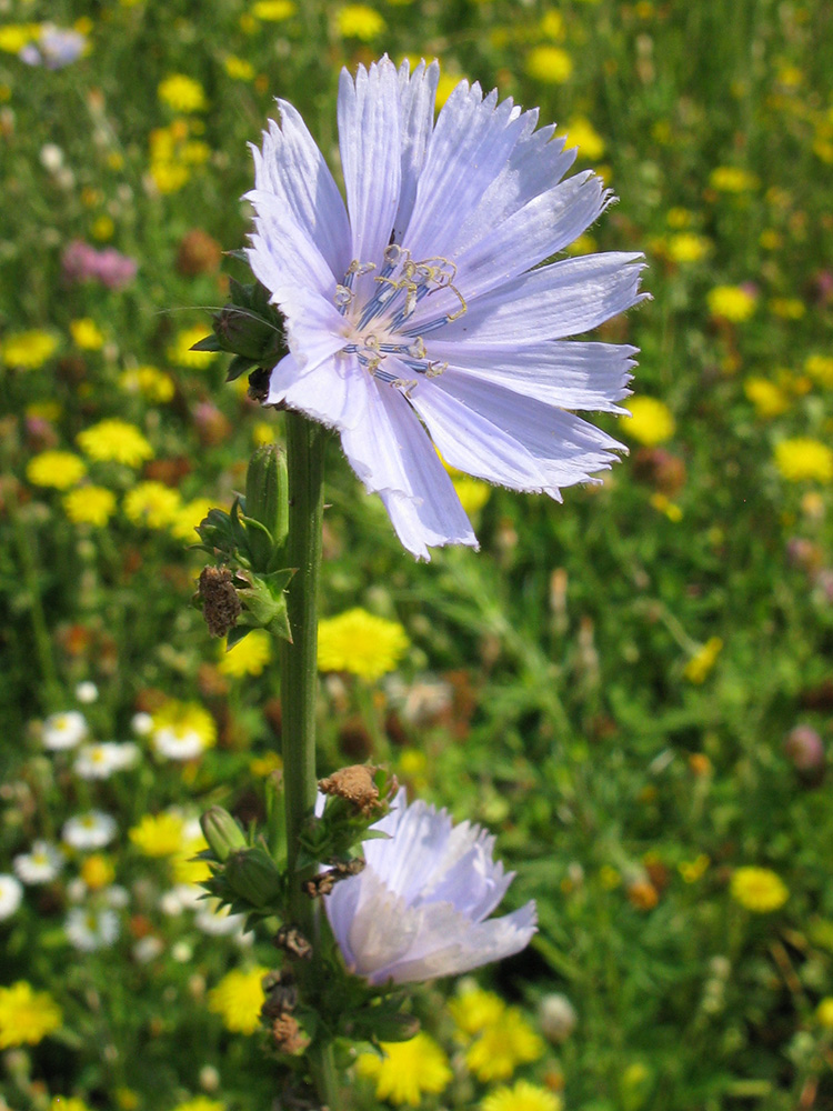 Image of Cichorium intybus specimen.