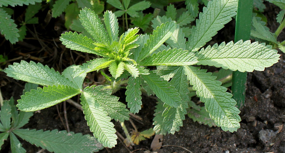 Image of Potentilla verna specimen.