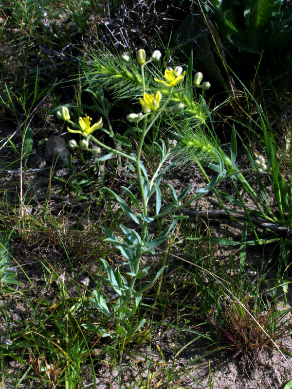 Image of Haplophyllum versicolor specimen.