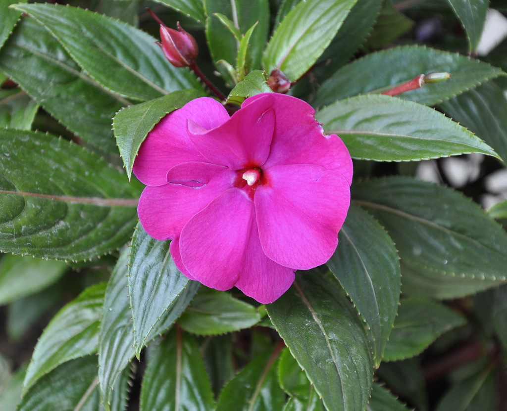 Image of Impatiens hawkeri specimen.