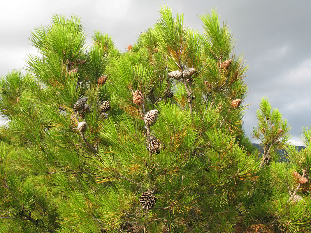 Изображение особи Pinus pityusa.