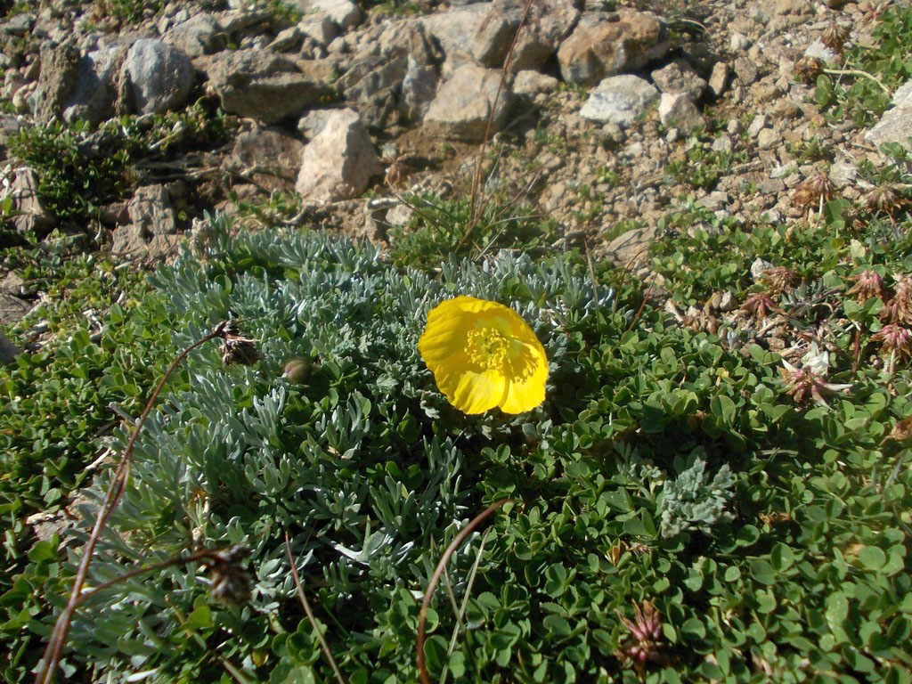 Изображение особи Papaver degenii.