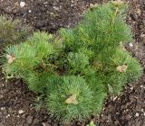 Paeonia tenuifolia