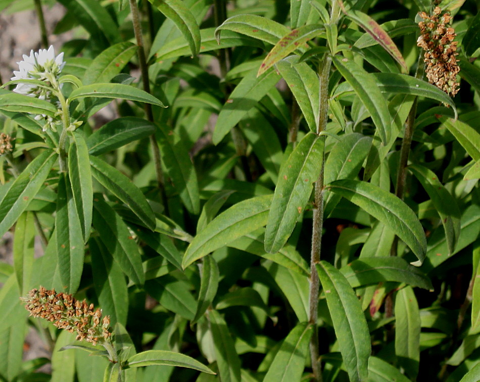 Изображение особи Lysimachia barystachys.