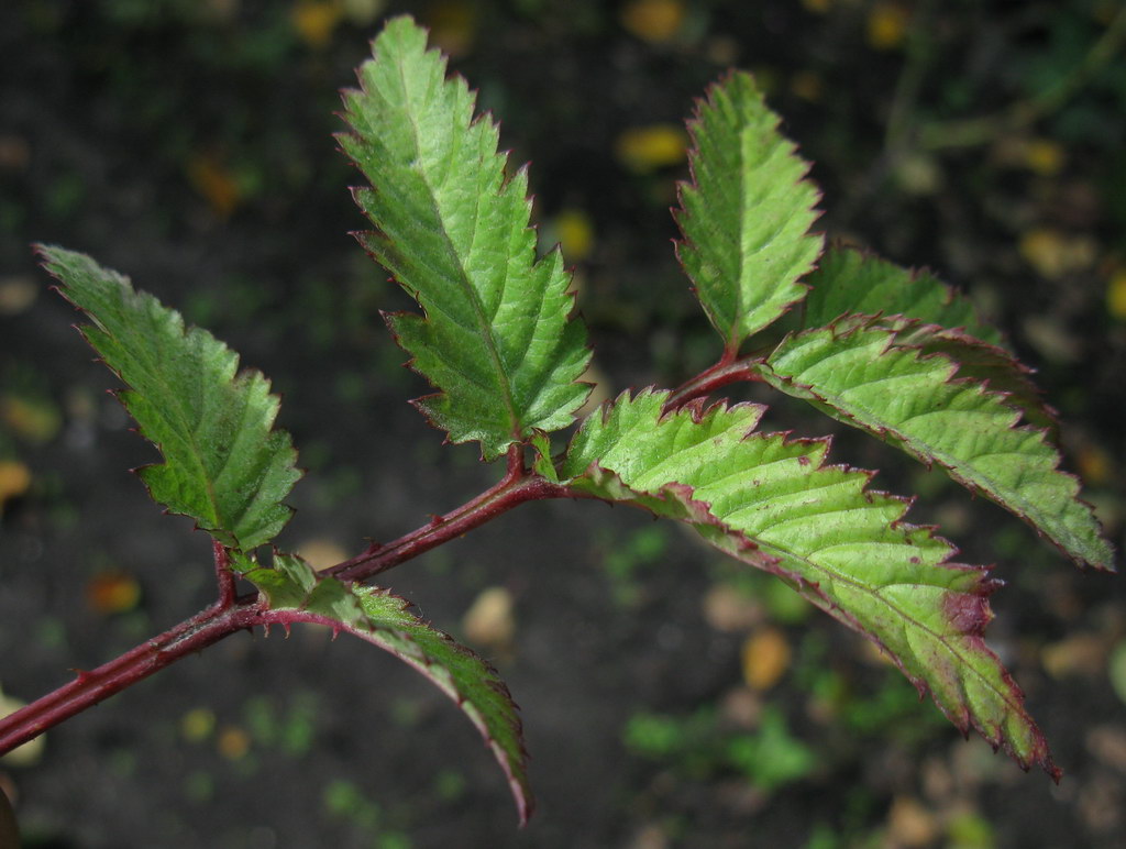 Image of Rubus illecebrosus specimen.