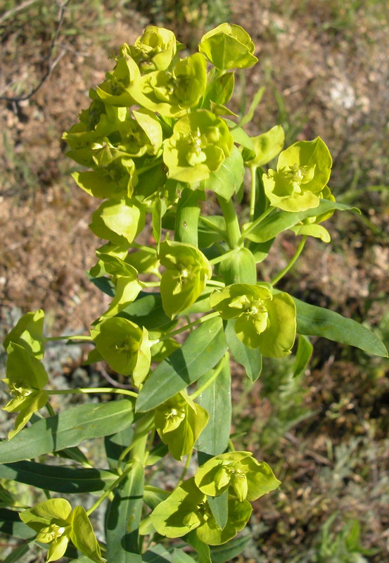 Изображение особи Euphorbia virgata.