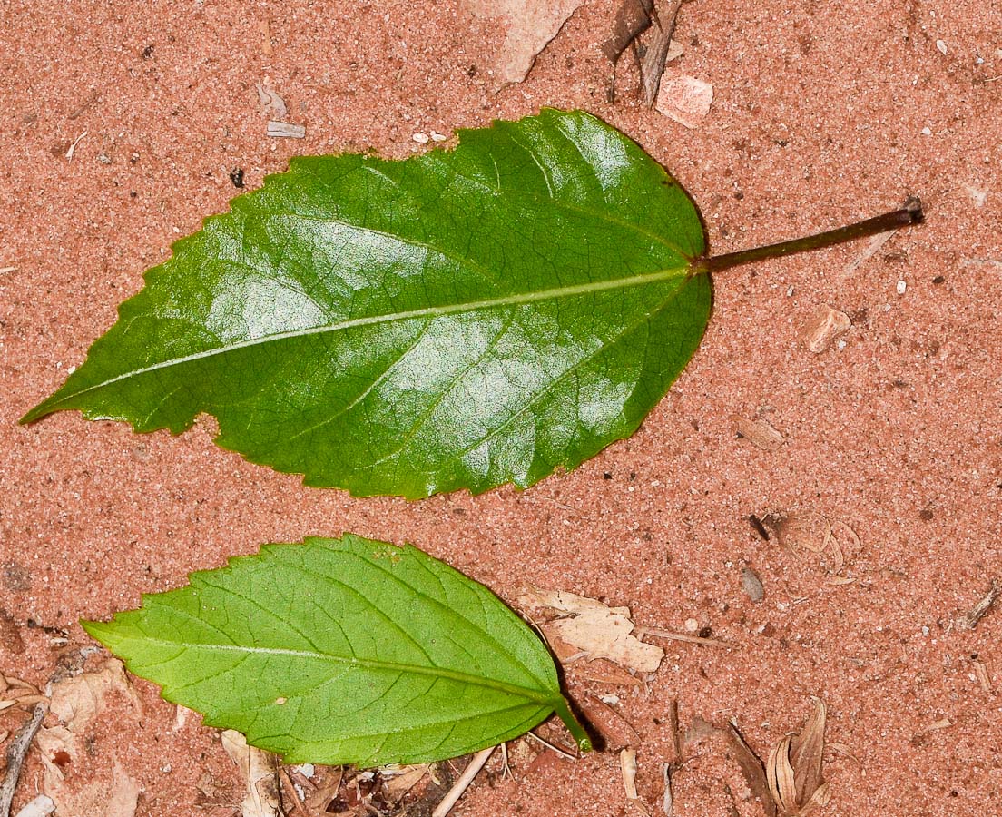 Image of genus Hibiscus specimen.