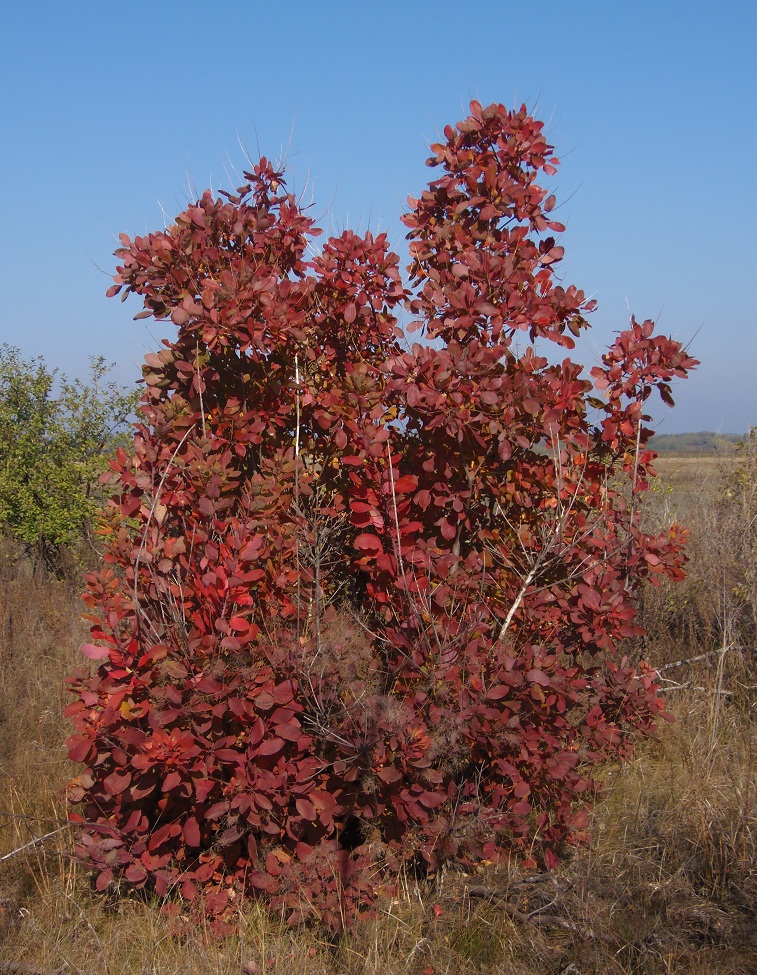 Image of Cotinus coggygria specimen.