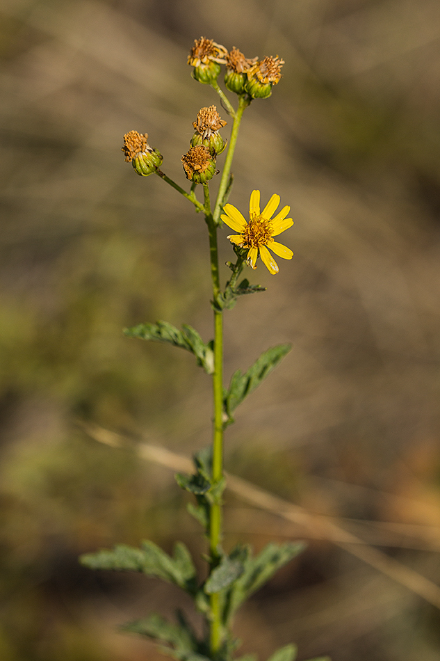 Изображение особи Senecio grandidentatus.