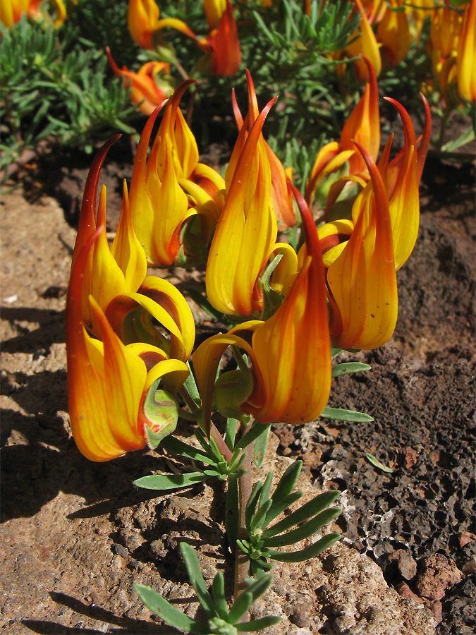 Image of Lotus maculatus specimen.