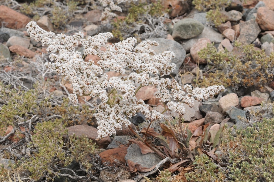 Image of Goniolimon strictum specimen.