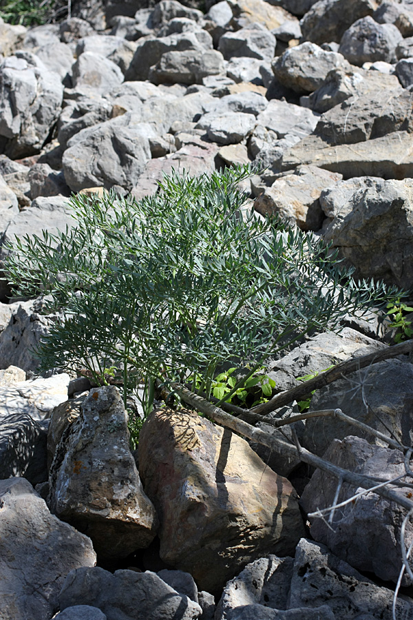 Image of Ferula penninervis specimen.