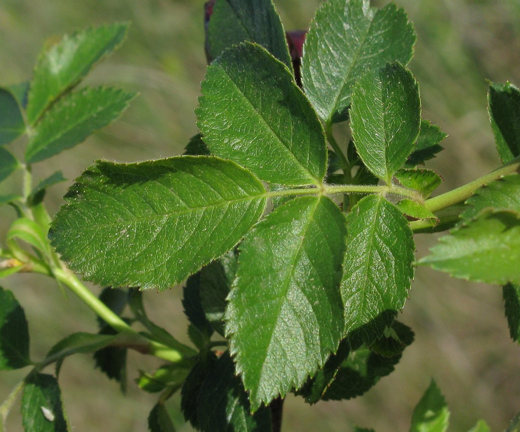 Image of genus Rosa specimen.