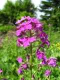 Hesperis sibirica