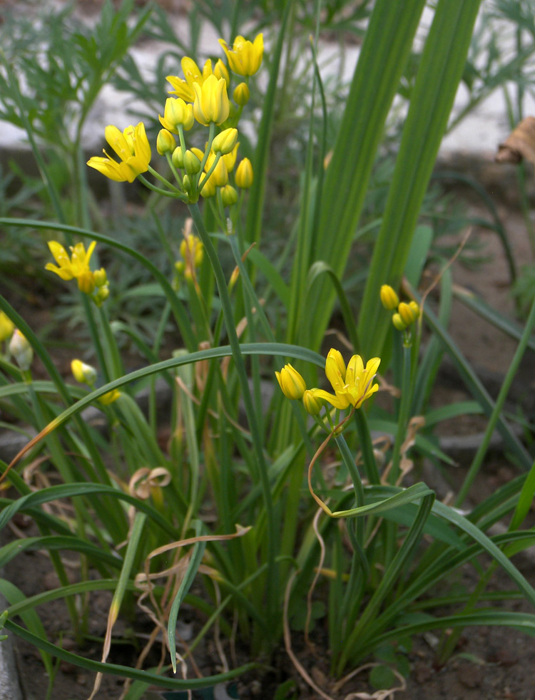 Image of Allium scorzonerifolium specimen.