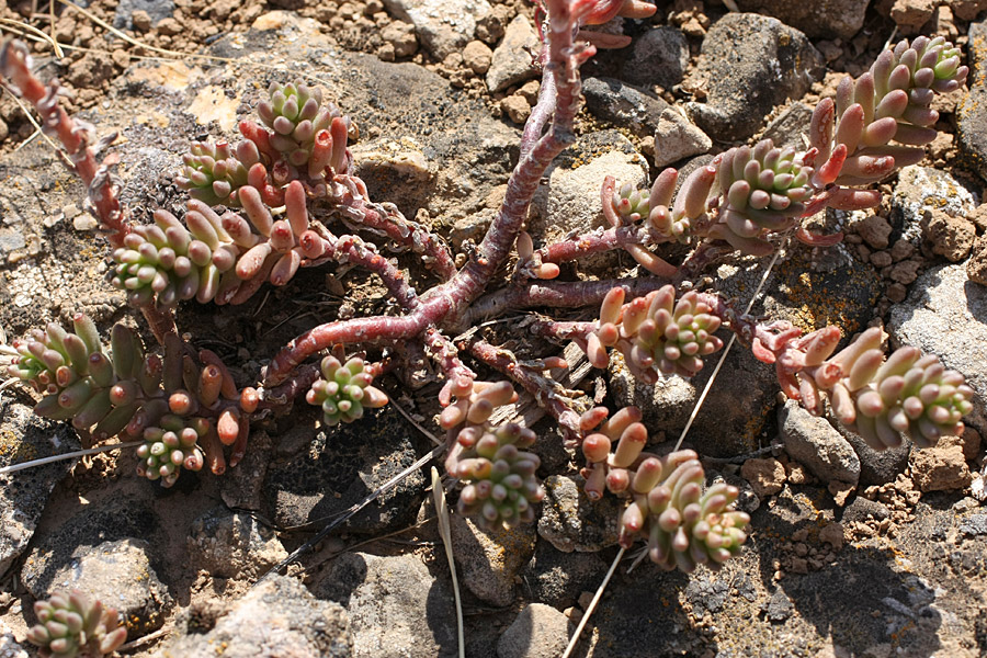 Image of Sedum alberti specimen.