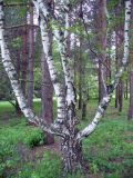 Betula pendula разновидность carelica. Ствол и скелетные ветви. Ярославская обл., Переславский р-н, национальный парк \"Плещеево озеро\", дендросад. 20 мая 2013 г.