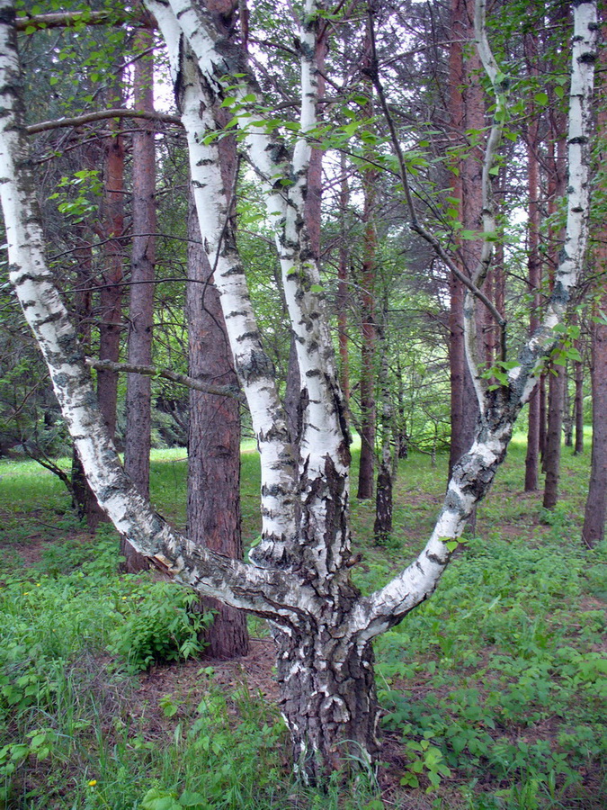 Image of Betula pendula var. carelica specimen.