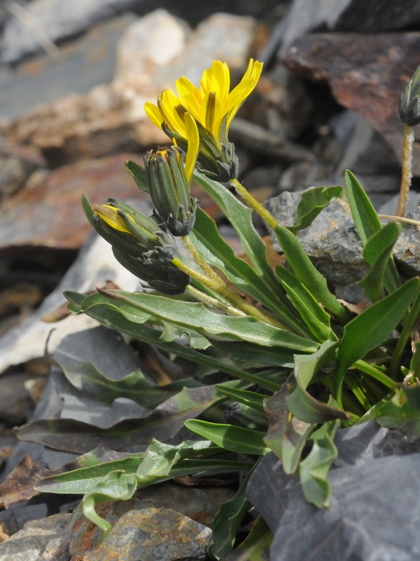 Image of Taraxacum pseudoatratum specimen.