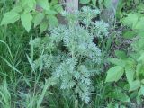 Artemisia absinthium