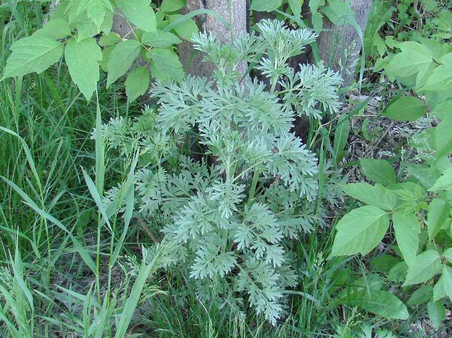 Image of Artemisia absinthium specimen.