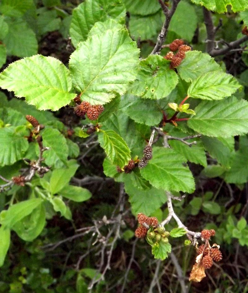 Изображение особи Duschekia fruticosa.